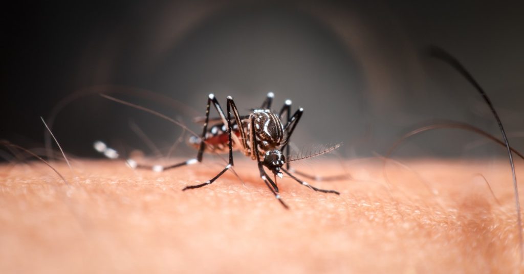 Como Identificar Mosquito Da Dengue